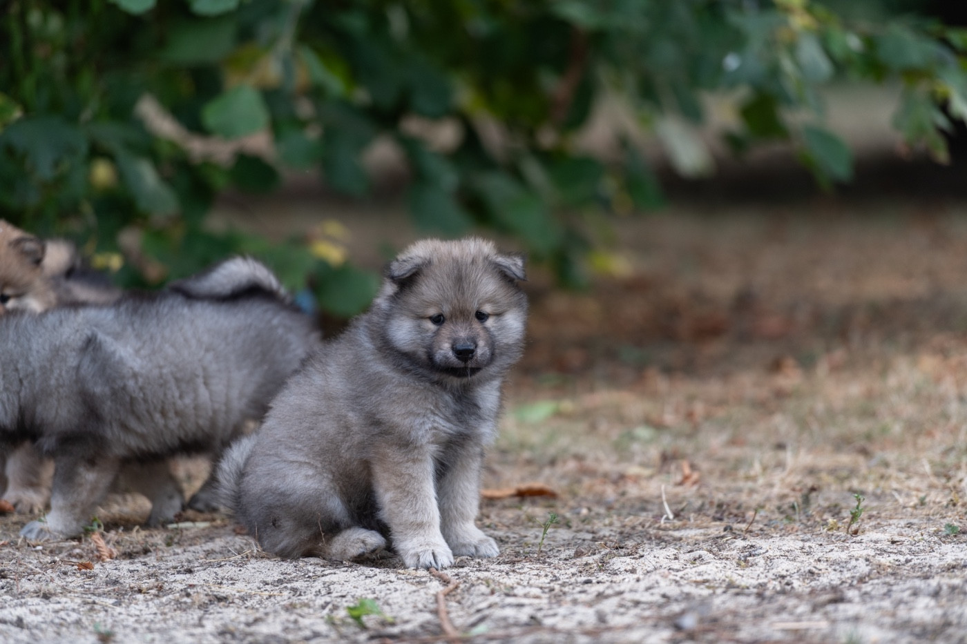 Terre De Phalco - Eurasier - Portée née le 04/07/2026