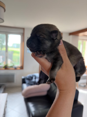 Monsieur Bleu